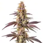 Blue Cookies Fast Version strain with frosty buds and purple highlights.