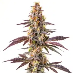 Blue Cookies Fast Version strain with frosty buds and purple highlights.