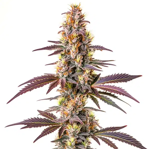 Blue Cookies Fast Version strain with frosty buds and purple highlights.