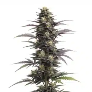 Blue Head Band Auto plant with thick blue-tinted buds.