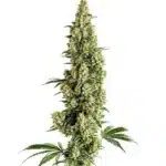 Chocolopez Fast Version cannabis strain with dense buds and frosty trichomes.