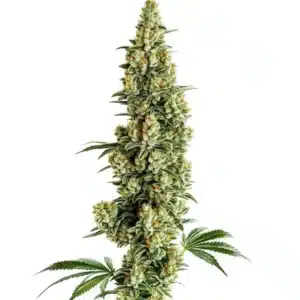 Chocolopez Fast Version cannabis strain with dense buds and frosty trichomes.