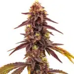 Dark Star Fast Version cannabis with dark purple buds and yellow pistils.
