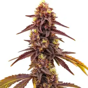 Dark Star Fast Version cannabis with dark purple buds and yellow pistils.