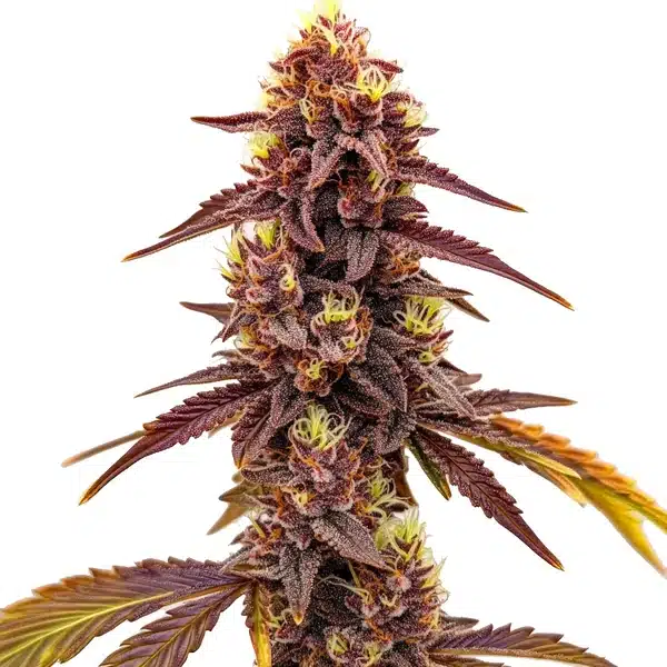Dark Star Fast Version cannabis with dark purple buds and yellow pistils.