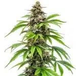 Dense Early Skunk Fast Version buds with bright green foliage.