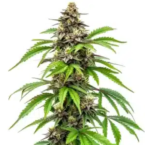 Dense Early Skunk Fast Version buds with bright green foliage.