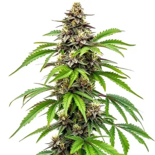 Dense Early Skunk Fast Version buds with bright green foliage.