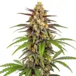 Grape Fruit Fast Version cannabis bud with frosty trichomes and fruity aroma profile.