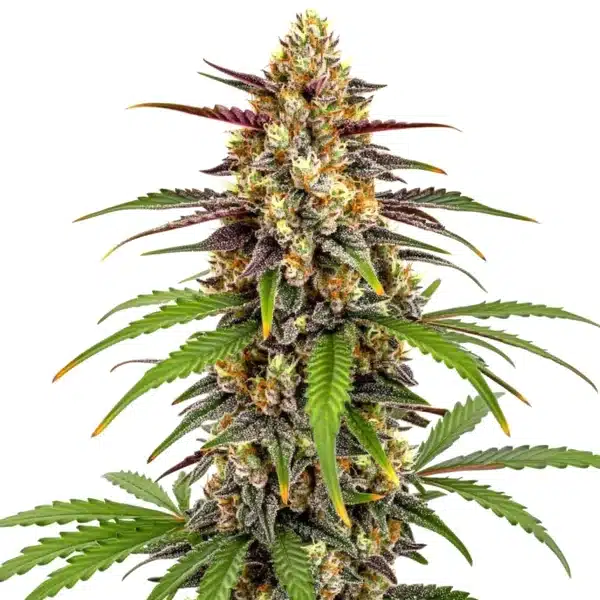 Grape Fruit Fast Version cannabis bud with frosty trichomes and fruity aroma profile.