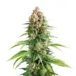 Grape Killer Fast Version cannabis cola with resin-rich purple buds and orange pistils.
