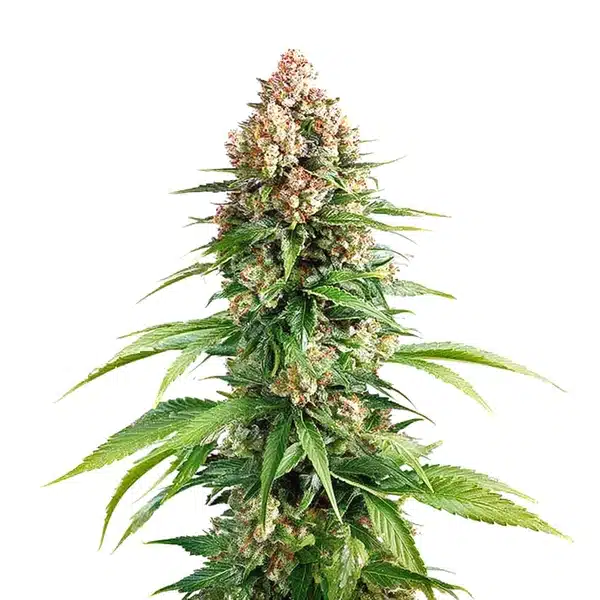 Grape Killer Fast Version cannabis cola with resin-rich purple buds and orange pistils.
