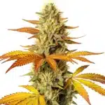 Hellfire Fast Version cannabis plant with frosty, compact buds and amber pistils.