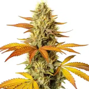 Hellfire Fast Version cannabis plant with frosty, compact buds and amber pistils.