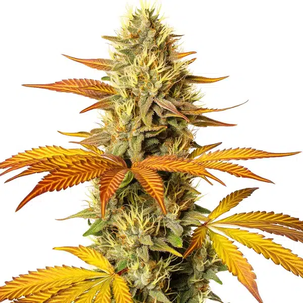 Hellfire Fast Version cannabis plant with frosty, compact buds and amber pistils.