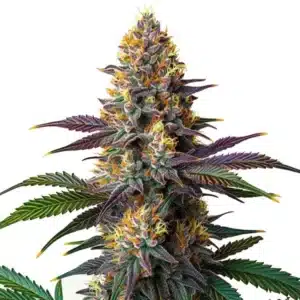 Kush Mints Fast Version cannabis buds with a thick trichome layer and deep green foliage.