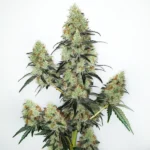 Lemon Zkittlez Auto cannabis plant with colorful buds and sparkling trichomes.