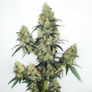 Lemon Zkittlez Auto cannabis plant with colorful buds and sparkling trichomes.