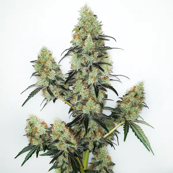 Lemon Zkittlez Auto cannabis plant with colorful buds and sparkling trichomes.