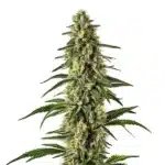 Matanuska Tundra Fast Version plant with dense icy buds and frosty white trichomes.