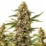 Orange Cream Auto cannabis plant with dense resin-coated buds and bright orange pistils