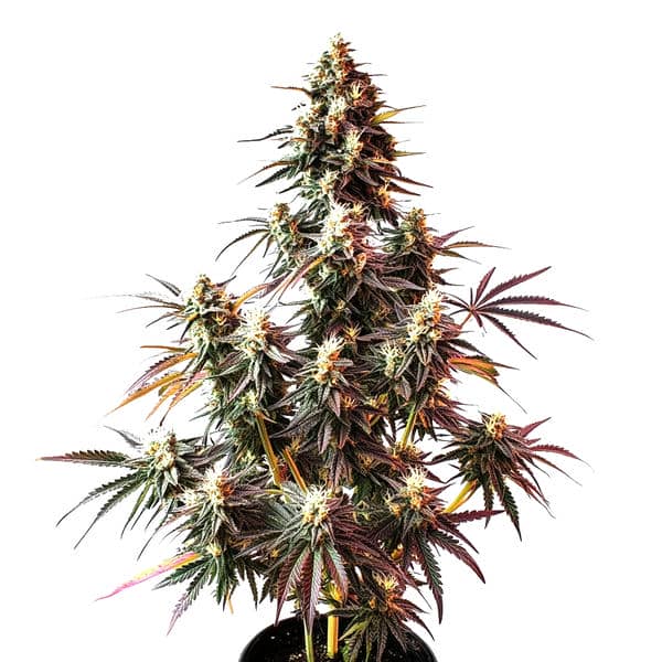 Pink Rozay Auto cannabis plant with sweet aroma and vibrant hybrid buds by Blimburn Seeds