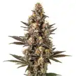 Purple Gelato Lemon Bean cannabis plant with dense, purple buds and orange pistils.