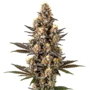 Purple Gelato Lemon Bean cannabis plant with dense, purple buds and orange pistils.