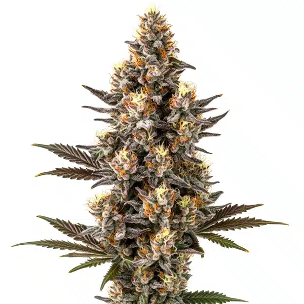 Purple Gelato Lemon Bean cannabis plant with dense, purple buds and orange pistils.