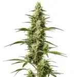 Skywalker Fast Version cannabis plant with compact, resin-rich buds and deep green leaves.