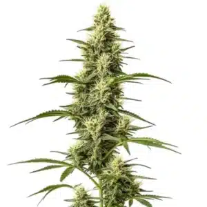 Skywalker Fast Version cannabis plant with compact, resin-rich buds and deep green leaves.