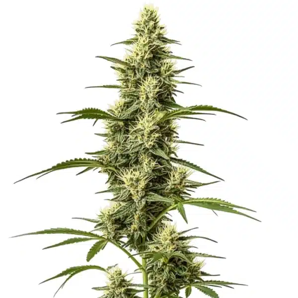 Skywalker Fast Version cannabis plant with compact, resin-rich buds and deep green leaves.