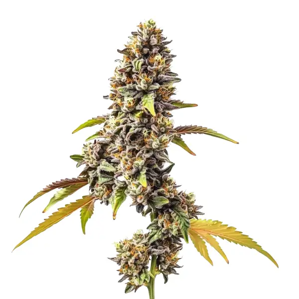 Tahoe OG Auto cannabis plant with thick buds and lush green leaves.