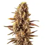 Tropicana Cookies Fast Version cannabis bud with purple and green tones, orange pistils, and a frosty trichome layer.