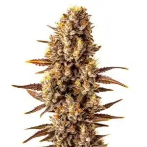 Tropicana Cookies Fast Version cannabis bud with purple and green tones, orange pistils, and a frosty trichome layer.