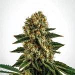Apple Fritter Fast Version cannabis plant with dense, resin-covered buds and vibrant green leaves.