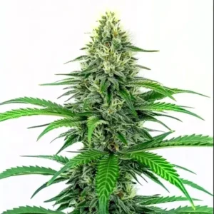 Critical Fast Version cannabis plant with thick, resin-coated buds and dense green leaves, showing rapid growth and potent effects.