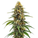 Durban Poison Fast Version cannabis strain with tall, dense buds coated in trichomes. The plant displays green and orange hues, offering a potent and uplifting effect.