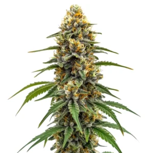 Durban Poison Fast Version cannabis strain with tall, dense buds coated in trichomes. The plant displays green and orange hues, offering a potent and uplifting effect.