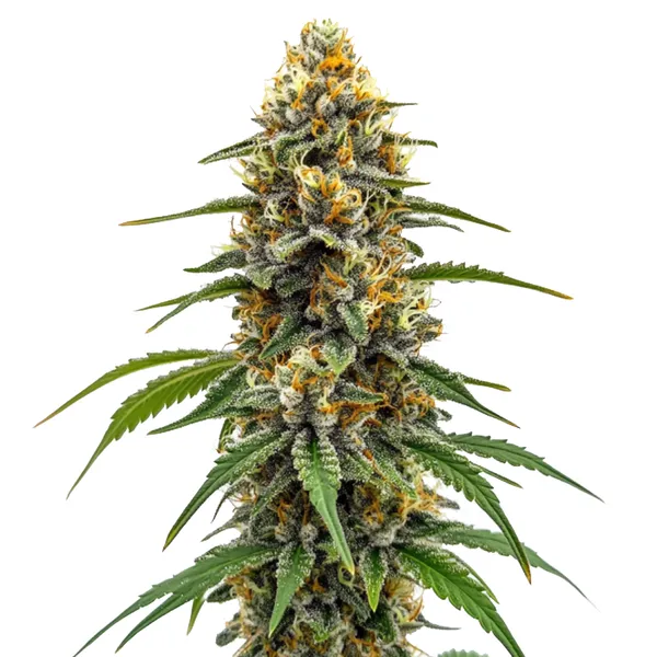 Durban Poison Fast Version cannabis strain with tall, dense buds coated in trichomes. The plant displays green and orange hues, offering a potent and uplifting effect.