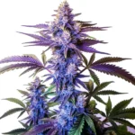A cannabis plant of the Grand Daddy Purple Fast Version with purple hues and frosty buds.