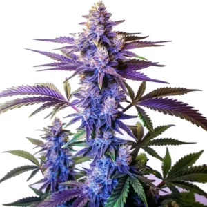 A cannabis plant of the Grand Daddy Purple Fast Version with purple hues and frosty buds.