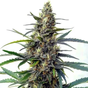 Star Killer Fast Version cannabis plant with resinous buds, deep green leaves, and a frosty appearance, ready for harvest.