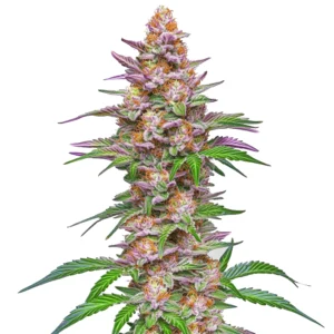 The Strawberry Pie Auto cannabis plant with purple buds and vibrant green leaves.