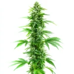 Sweet Island Skunk Fast Version cannabis strain with elongated buds and light green leaves
