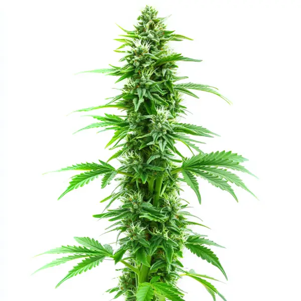 Sweet Island Skunk Fast Version cannabis strain with elongated buds and light green leaves
