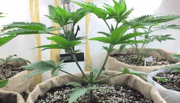 Lollypop Pruning or Bass Pruning