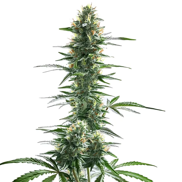 Trainwreck Fast Version cannabis strain with tall, resinous buds, surrounded by long, thin leaves, showcasing a robust and vibrant appearance.
