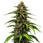 The Watermelon Auto cannabis plant with dense, resin-coated buds and green leaves.