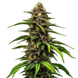 The Watermelon Auto cannabis plant with dense, resin-coated buds and green leaves.